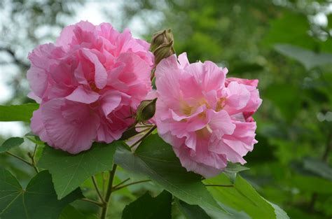 芙蓉花種植